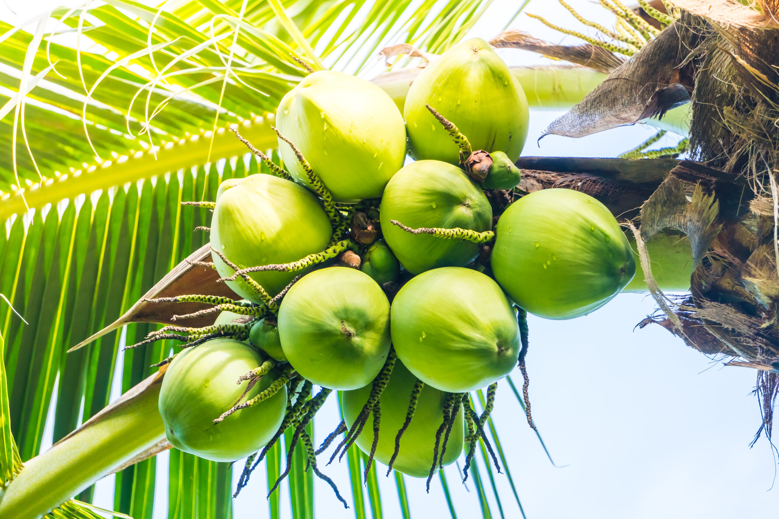 Green Coconut fruit on coconut tree - Sunflare filter effect