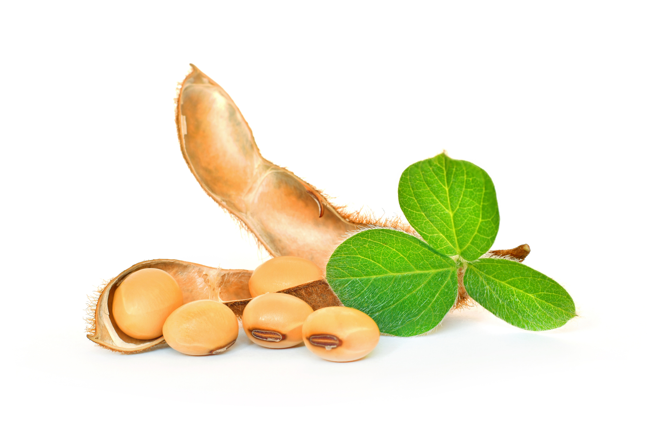 Soybean seeds with soy leaf on white background