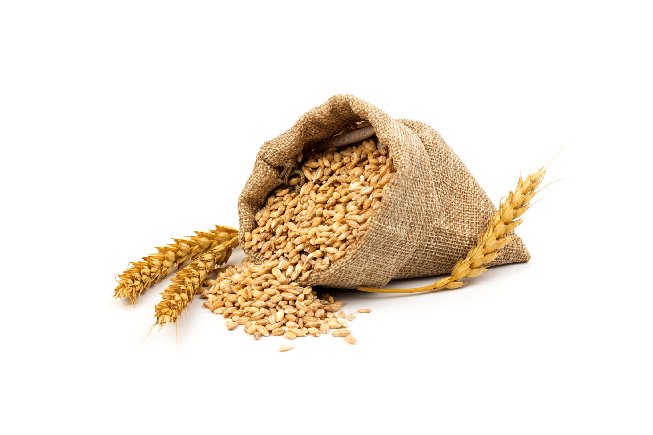 wheat spike and grain in a baggy bag, isolated on a white background. the concept of harvest