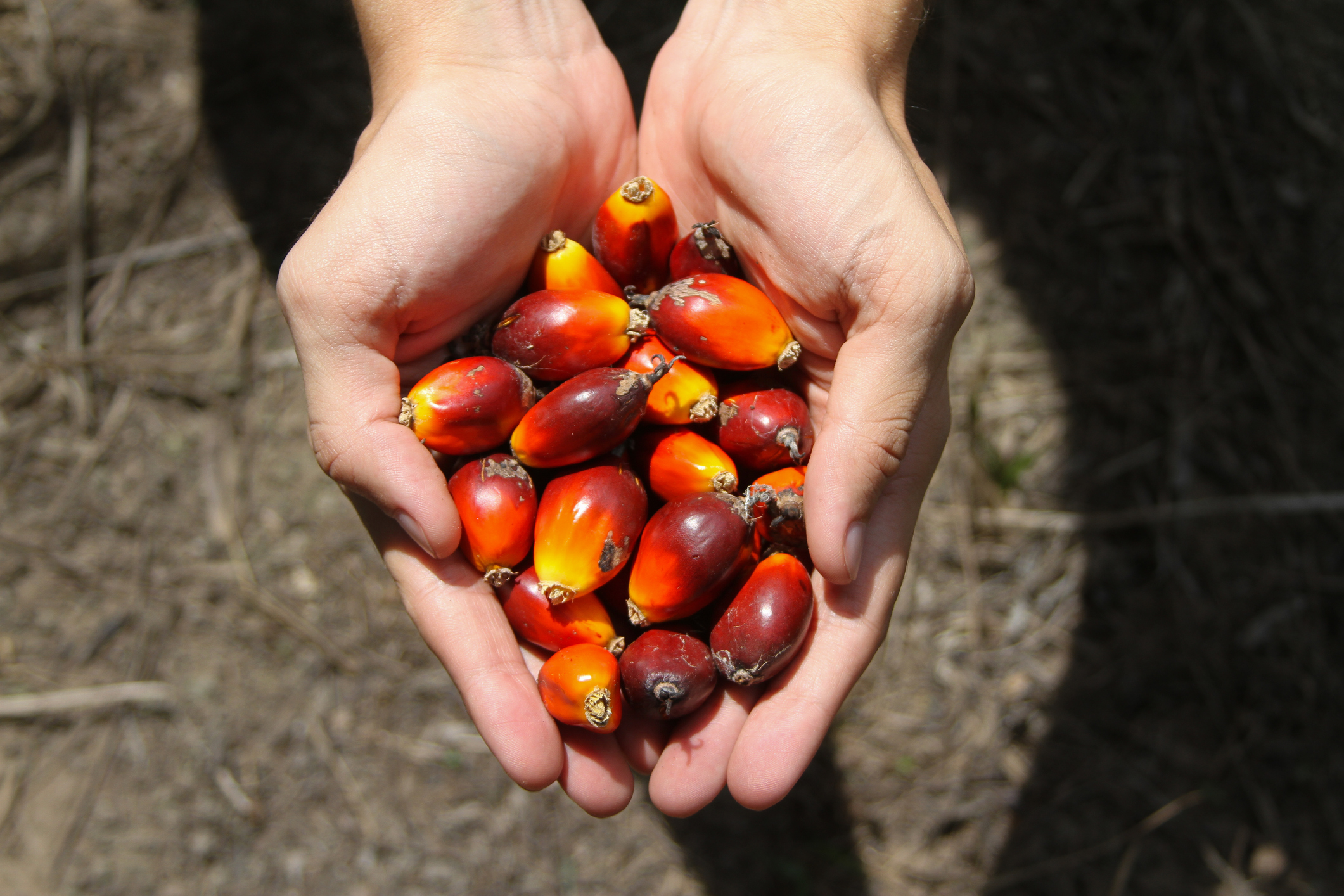 Hand holding a bunch of palm fruit with ground background.