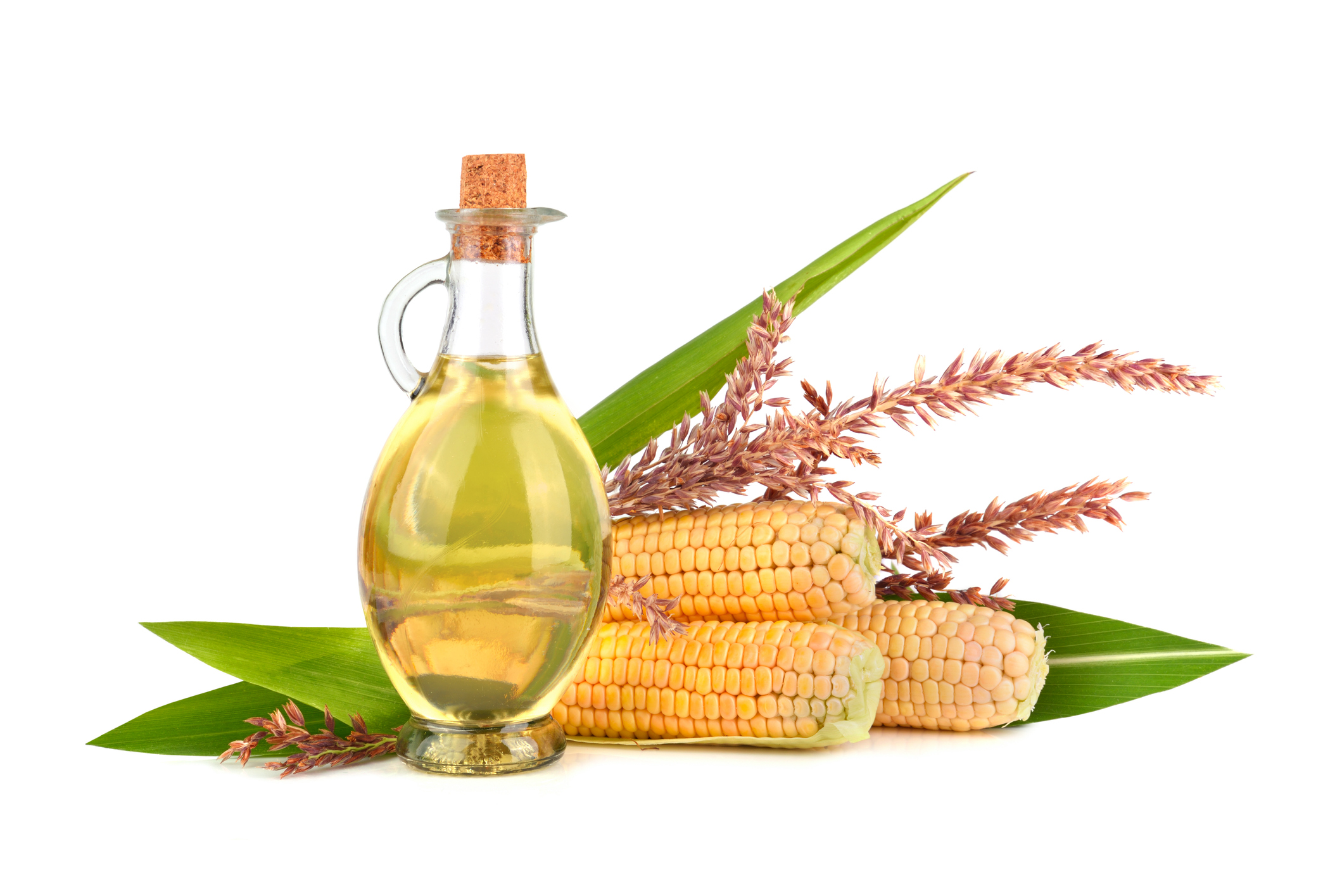 Ripe corn in cobs and corn oil in glass bottle with green leaves on white background