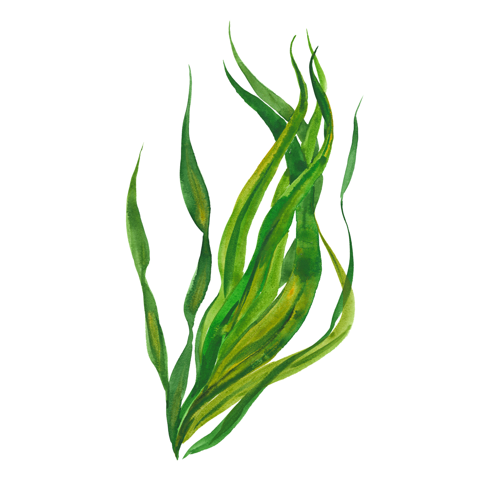 kelp seaweed, watercolor illustration  on white background