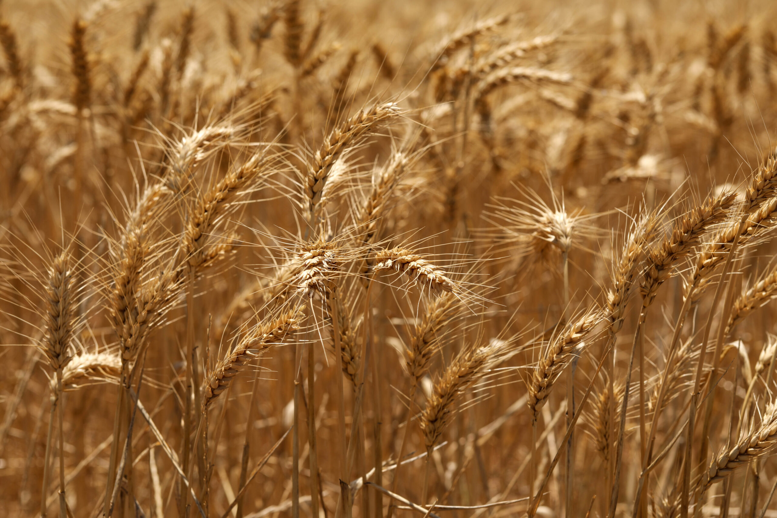 A selective focus shot of golden ears of wheat in a field